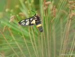 �n����
Amata sperbius