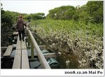 
兩旁的Mangrove
