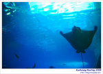 OceanMuseum12