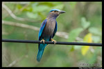 Indian Roller �įݦ�k��