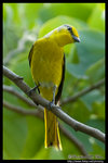 Scarlet Minivet �����s�Գ�