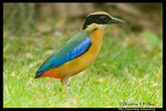 Blue-winged Pitta ���ӤK����