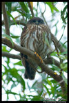 Brown Hawk Owl �N�
