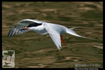 Roseate Tern �����P��