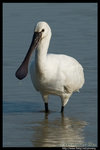 
Eurasian Spoonbill �յ\�O