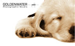 GoldenWaterDogDog