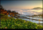 yuanyang 22s