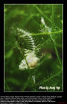 20060617003W