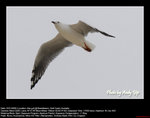 20090101068W