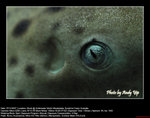 20071107159W