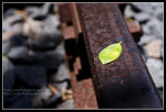 CRW_4941