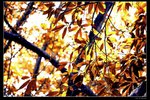 _MG_6075a
