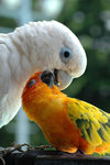 lovely pair 2