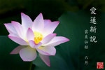 lotus_cover