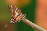 DPP_0024