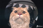 FISHEYE-1