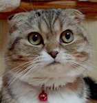 MIMI