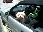 Jelly in BMW