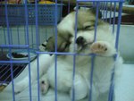 ChuChu sleeping in cage