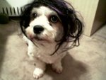 Jelly with wig