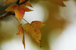 DSC08707z