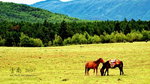 DSC_7073_resize