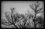 B&W - ���J�K��