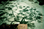 THUM000000250000