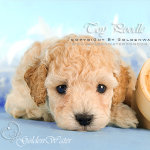 Toypoodle bb