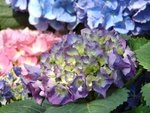 DSC08043-1