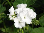 DSC08156-1