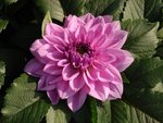 DSC08447-1
