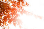 IMG_8035 r