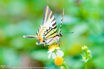 ��鳯�� Five-bar Swordtail