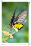 Common Birdwing �n�� - �᭹�L�װ��¹a�C