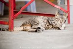 �K�m���S