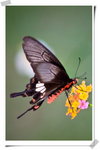 ���]�� Common Rose