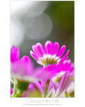 ����M��