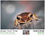 ���L�x��� Brown Tree Frog 