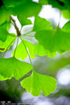 �ȧ��� Ginkgo