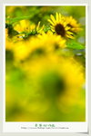Sun Flower