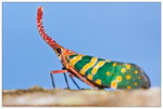 Lanternfly �s����