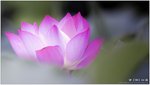 ������� Lotus