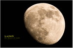 the Queen of night - 2008 Oct