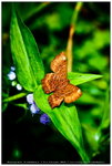 �i�ý� (Plum Judy) @ �J�|