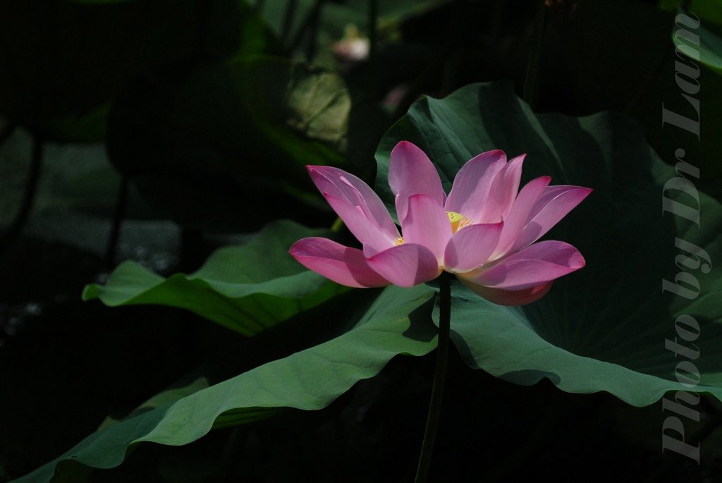 http://images4.fotop.net/albums4/LarryLam/Lotus/DSC_1979.jpg