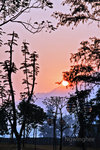 Sunrise among trees