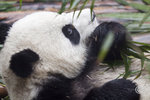 Panda_02