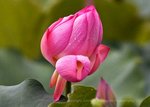 IMG_7990