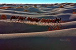 Camel Walk_16